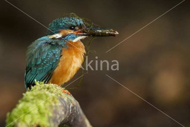 IJsvogel (Alcedo atthis)