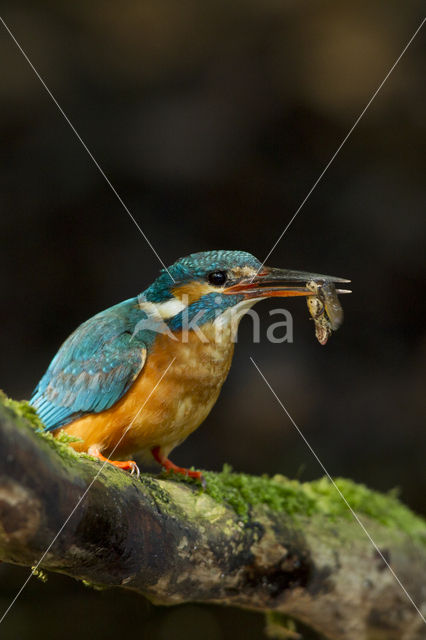 IJsvogel (Alcedo atthis)