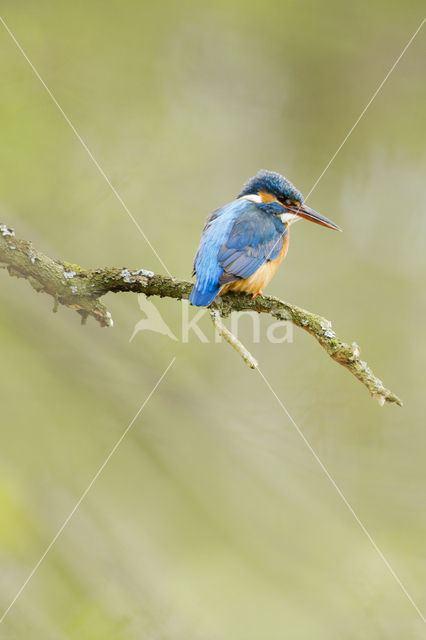 IJsvogel (Alcedo atthis)