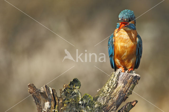 IJsvogel (Alcedo atthis)