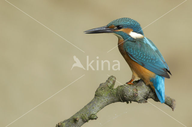 IJsvogel (Alcedo atthis)