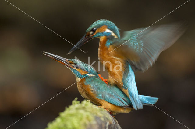 IJsvogel (Alcedo atthis)