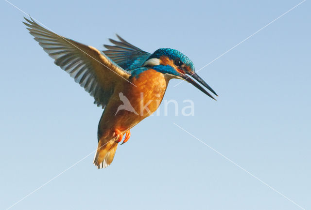 IJsvogel (Alcedo atthis)