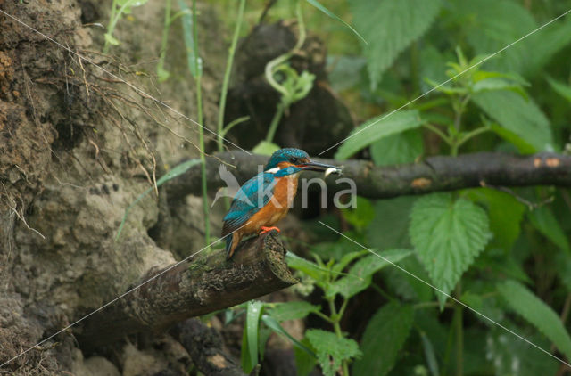 IJsvogel (Alcedo atthis)