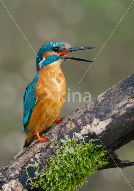 IJsvogel (Alcedo atthis)