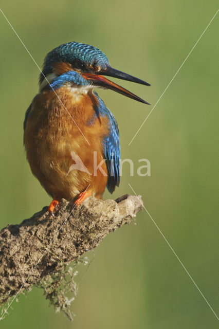 IJsvogel (Alcedo atthis)