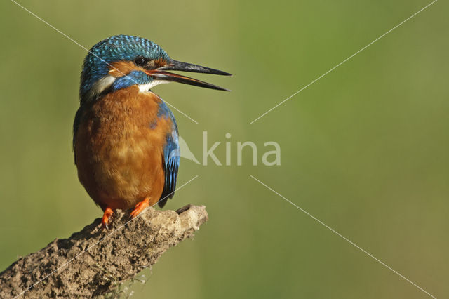 IJsvogel (Alcedo atthis)