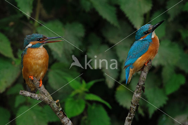 IJsvogel (Alcedo atthis)