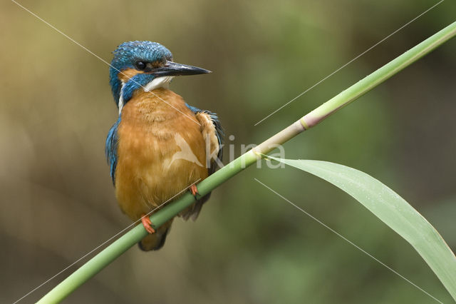 IJsvogel (Alcedo atthis)