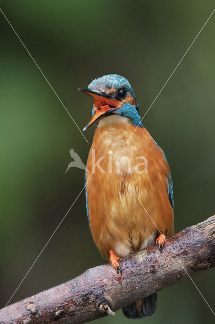 IJsvogel (Alcedo atthis)