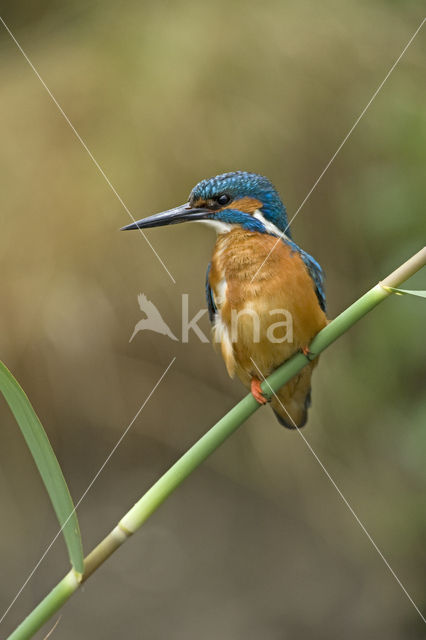 IJsvogel (Alcedo atthis)