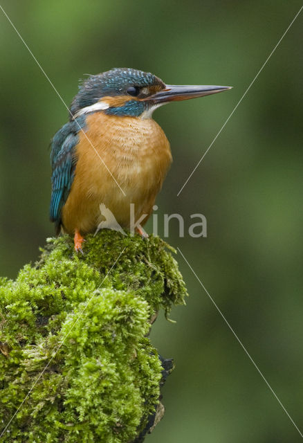 IJsvogel (Alcedo atthis)