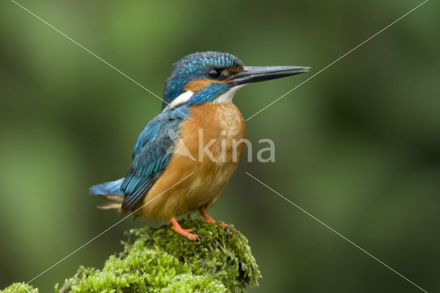 IJsvogel (Alcedo atthis)