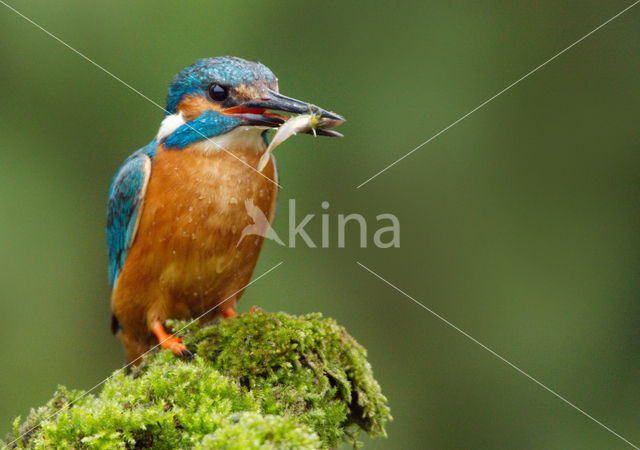 IJsvogel (Alcedo atthis)