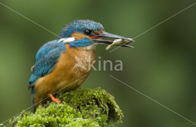 IJsvogel (Alcedo atthis)