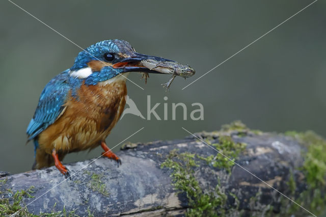 IJsvogel (Alcedo atthis)