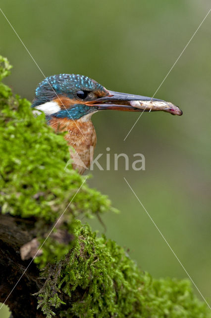 IJsvogel (Alcedo atthis)