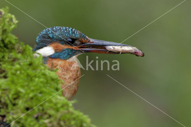 IJsvogel (Alcedo atthis)