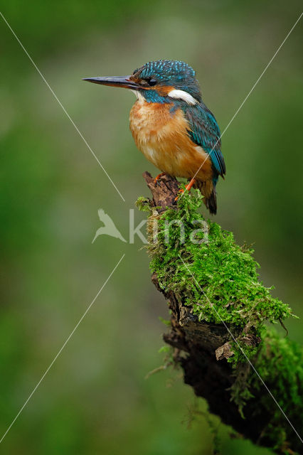 IJsvogel (Alcedo atthis)