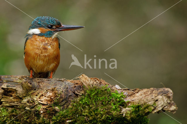 IJsvogel (Alcedo atthis)