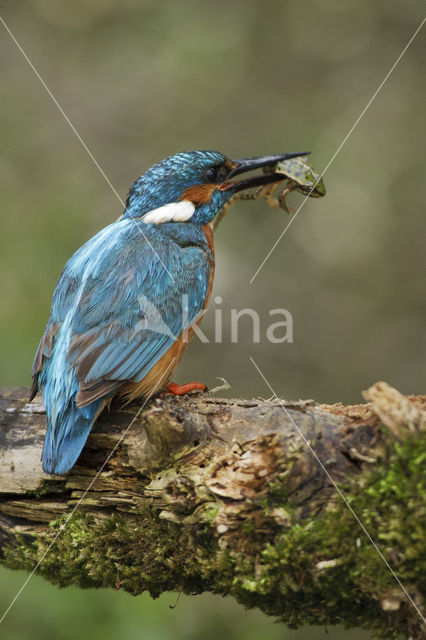 IJsvogel (Alcedo atthis)