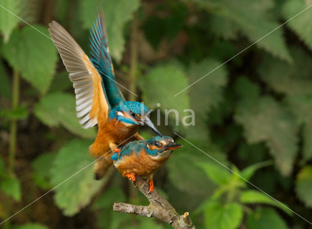 IJsvogel (Alcedo atthis)