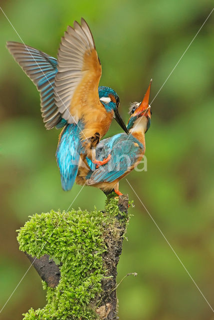 IJsvogel (Alcedo atthis)