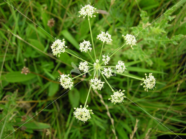 Karwijvarkenskervel (Peucedanum carvifolia)