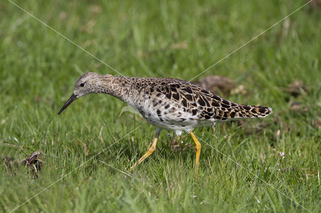 Kemphaan (Philomachus pugnax)