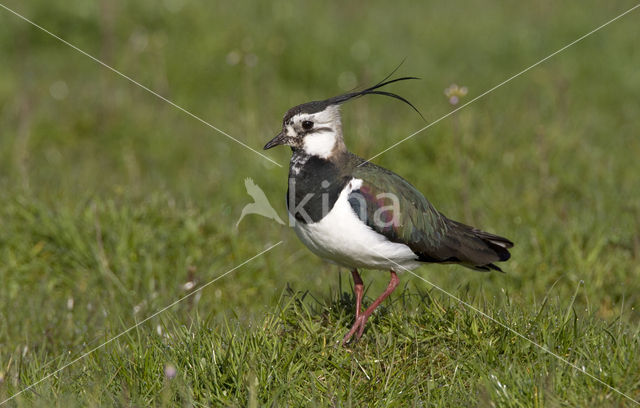 Kievit (Vanellus vanellus)