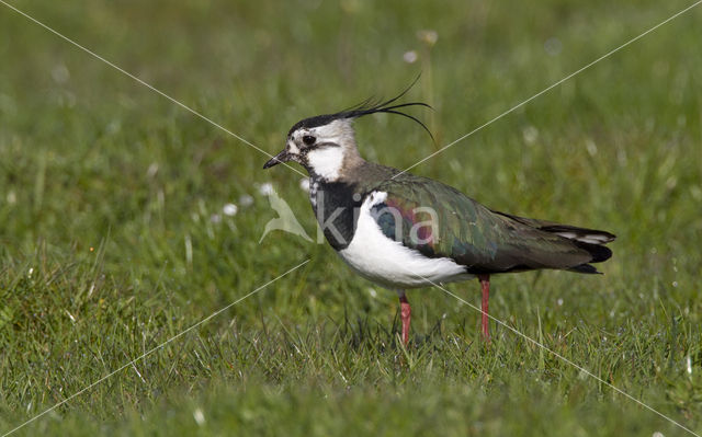 Kievit (Vanellus vanellus)