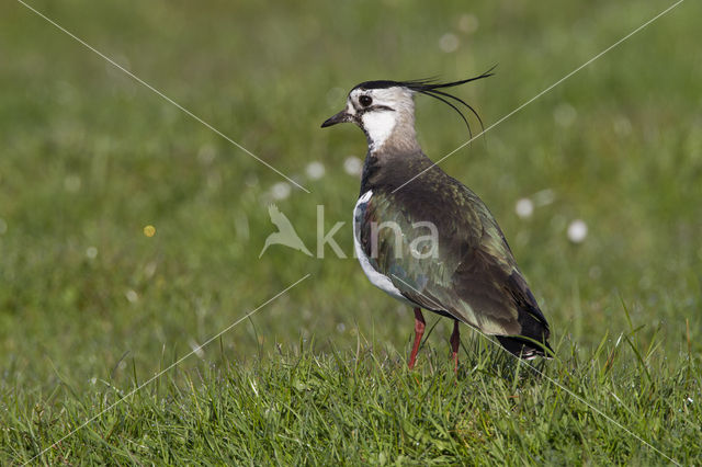 Kievit (Vanellus vanellus)