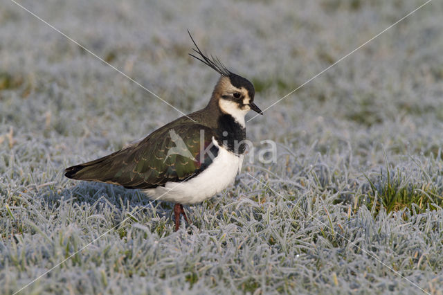 Kievit (Vanellus vanellus)