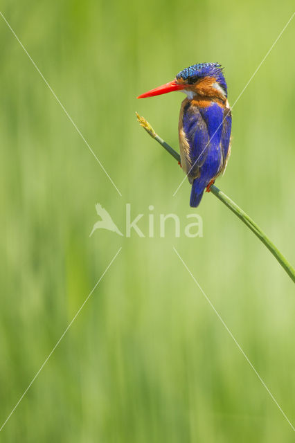 Kleine Gekuifde IJsvogel