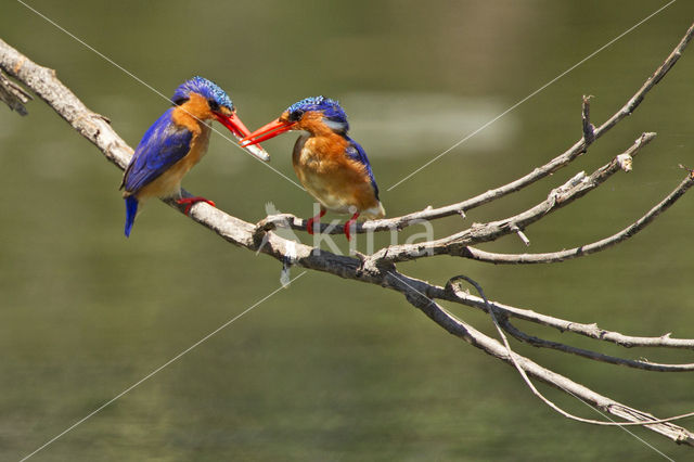 Malachite Kingfisher (Alcedo cristata)