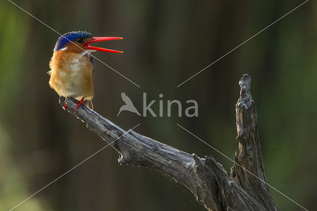 Kleine Gekuifde IJsvogel