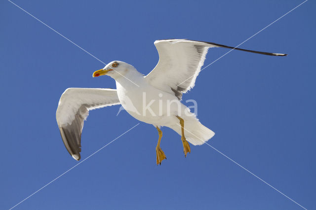 Kleine Mantelmeeuw (Larus fuscus)