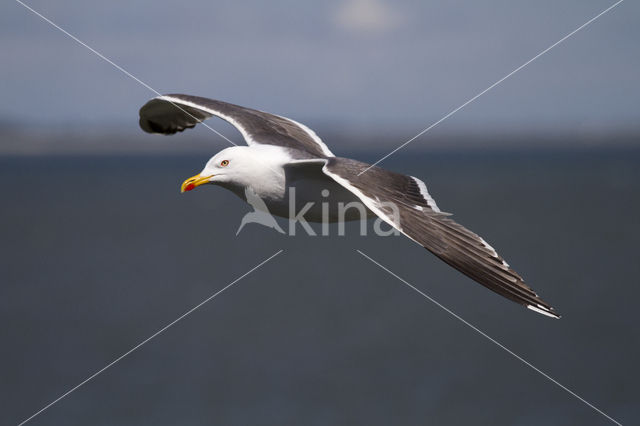 Kleine Mantelmeeuw (Larus fuscus)