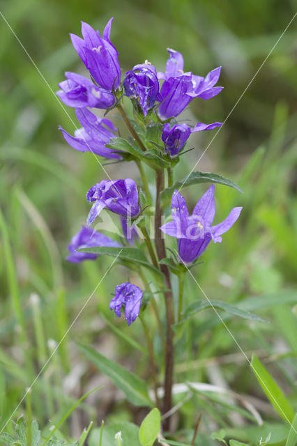 Kluwenklokje (Campanula glomerata)