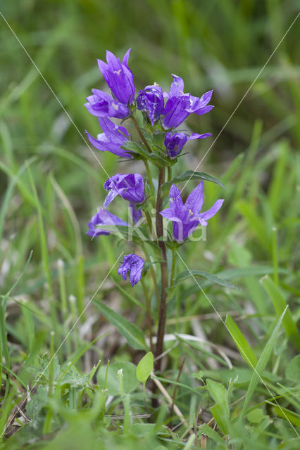 Kluwenklokje (Campanula glomerata)