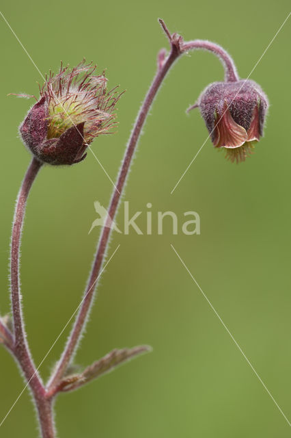 Knikkend nagelkruid (Geum rivale)