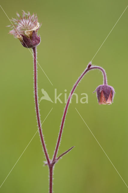 Wateravens (Geum rivale)