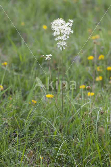 Knolspirea (Filipendula vulgaris)