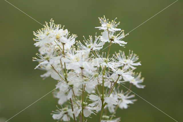 Knolspirea (Filipendula vulgaris)