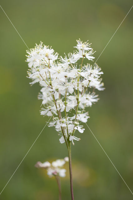 Knolspirea (Filipendula vulgaris)