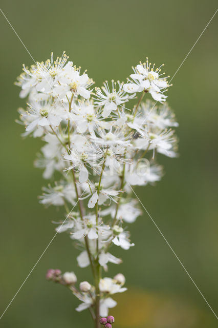 Knolspirea (Filipendula vulgaris)