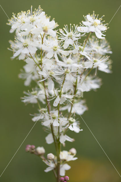 Knolspirea (Filipendula vulgaris)