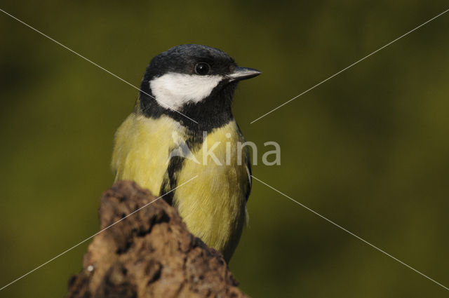 Koolmees (Parus major)