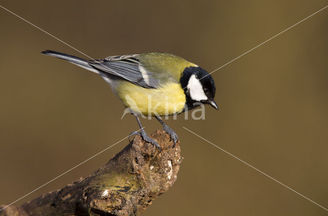 Koolmees (Parus major)