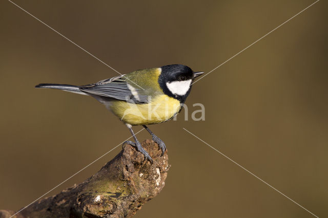 Koolmees (Parus major)